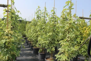 Pot 30L formé en tige de 200 cm, avec une force de 8 à 10 cm, pour une hauteur totale de 200 à 300 cm (hors pot)