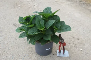 Pot 3L