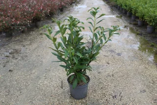 Pot 10L hauteur moyenne 60/80 cm (hors pot)