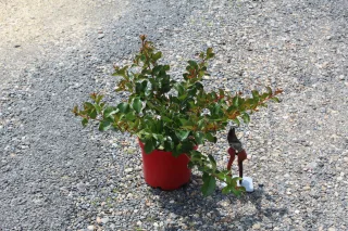 Pot 3L