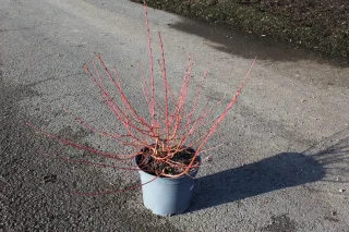 Pot 7.5L hauteur moyenne 40/60 cm (hors pot)