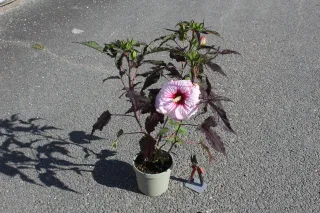 Pot 3.5L
