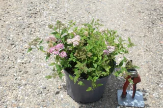 Pot 3L