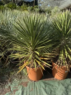 Pot 30L Hauteur 80-90 cm (hors pot)