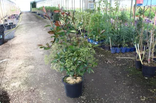 Pot 15L hauteur moyenne 100/125 cm (hors pot)