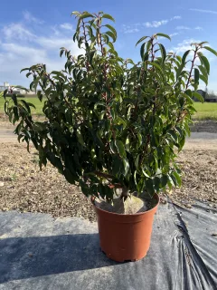 Pot 10L Touffe