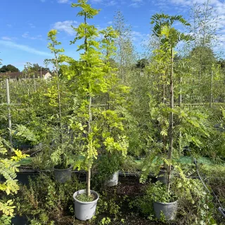 Pot 15L formé en baliveau hauteur variable entre 150-250 cm (hors pot)