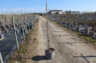 Pot 15L formé en baliveau hauteur variable entre 150-250 cm (hors pot)