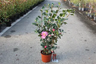 Pot 3L hauteur moyenne 40/60 cm (hors pot)