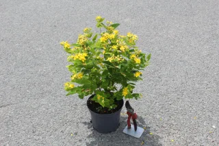 Pot 3L