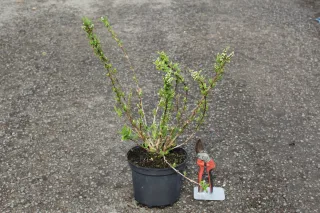 Pot 3L