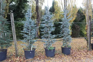 Pot 130L hauteur moyenne 300/350 cm (hors pot)