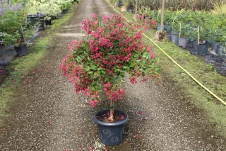 Pot 7.5L MTI