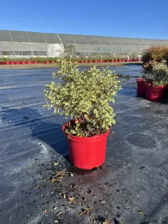 Pot 4L