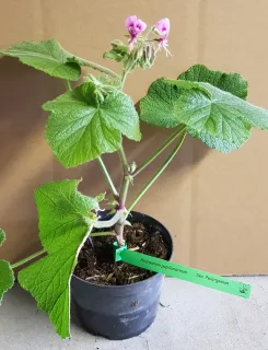 Pot 3L