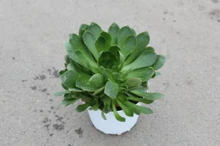 Pot 3L