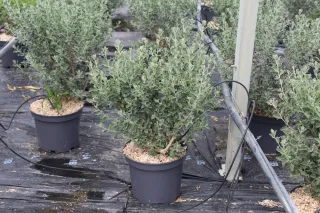 Pot 5L