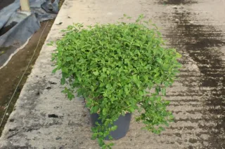 Pot 7.5L