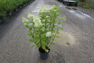 Pot 7.5L