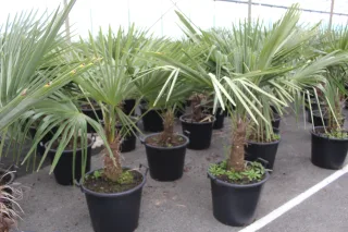 Pot 50L