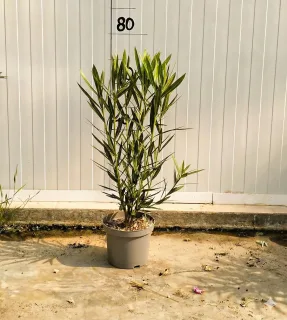 Pot 3L 60/80 cm
