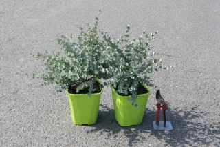 Pot 3L