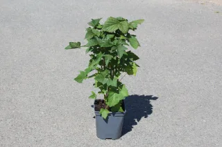 Pot 2L hauteur moyenne 20/40 cm (hors pot)
