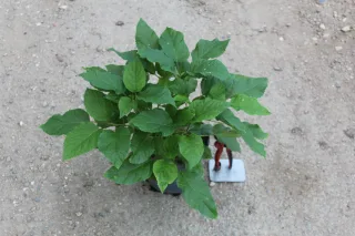 Pot 3L
