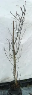 Pot 3L