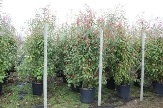 Pot 35L hauteur moyenne 200/250 cm (hors pot)