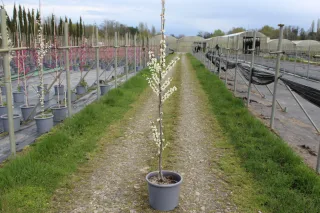 Pot 15L formé en baliveau hauteur variable entre 150-250 cm (hors pot)