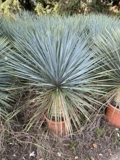 Pot 15-20  L Hauteur 100 cm (hors pot)