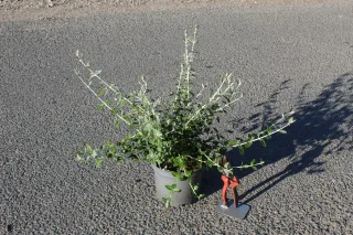 Pot 3L