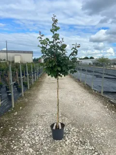 Pot 10L formé sur une tige de 100 cm hauteur totale de 125/150 cm (hors pot)