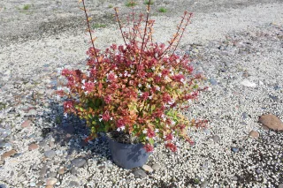 Pot 7.5L