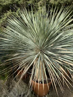 Pot 70L Hauteur 150 cm (hors pot)