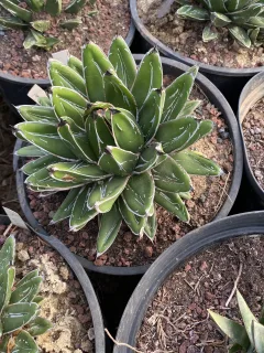 Pot 5L Hauteur 8-10 cm (hors pot)