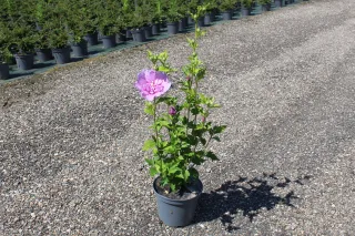 Pot 3L hauteur moyenne 40/60 cm (hors pot)