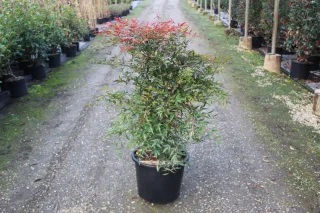 Pot 15L hauteur moyenne 80/100 cm (hors pot)