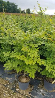 Pot 8L Baliveaux