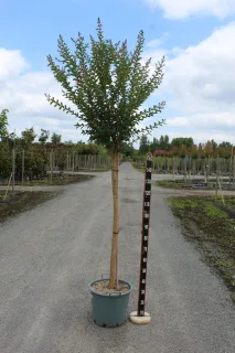 Pot 15L 1/2T.14/16