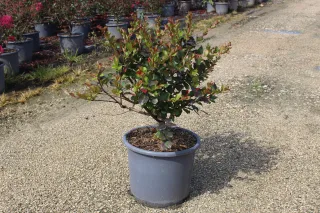 Pot 15L Touffe