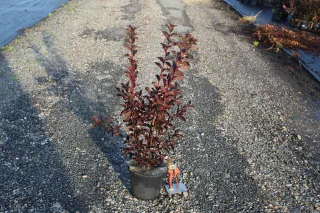Pot 3L