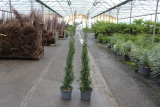 Pot 7.5L hauteur moyenne 125/150 cm (hors pot)