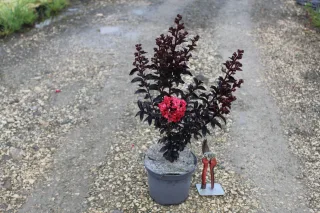 Pot 3L