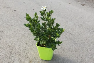 Pot 4L