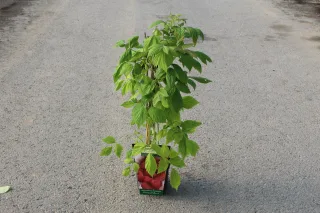 Pot 2L hauteur moyenne 20/40 cm (hors pot)