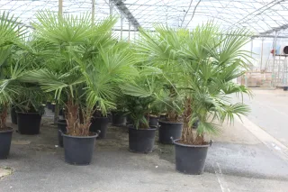 Pot 50L