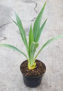Pot 3L