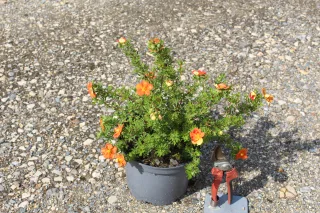 Pot 3L